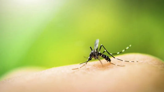 Everything You Need to Know About Mosquitoes