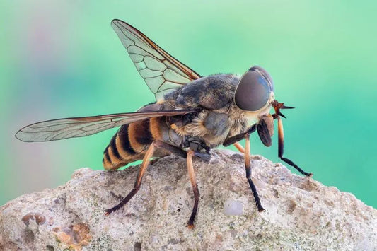 Everything You Need to Know About Horsefly Bites