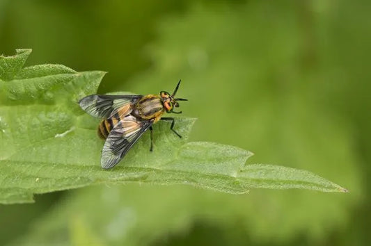 Deer Flies: What They Are, Why They Bite, and How to Avoid Them