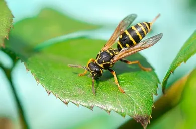 The Wasp: From Egg to Ecosystem Guardian